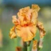 Iris Germanica 'Cordoba' Bearded German Iris