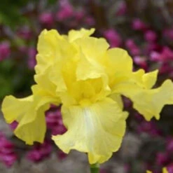 Iris Germanica 'Harvest Of Memories
