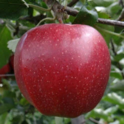 Jona Gold Apple