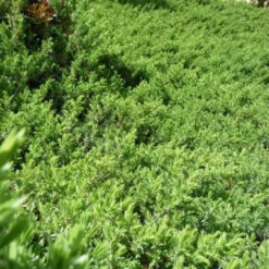 Juniperus Conferta 'Blue Pacific' - [CG]