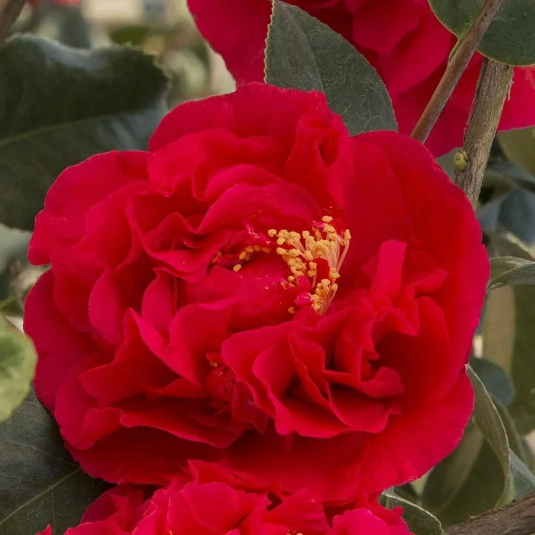 Camellia Kramer's Supreme-Magnificent Red Blooms 3 Camellia Kramer's Supreme-Magnificent Red Blooms - Image 3