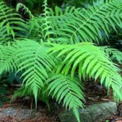 Thelypteris Kunthii Southern Shield Fern - [EG] -Pixies Gardens kunthil 1