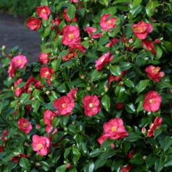 Camellia Lady Clare (Empress)-Large Semi-Double, Deep Pink Blooms -Pixies Gardens lady de saumerez 2