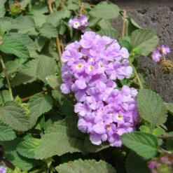 Lantana Montevidensis 'Trailing Purple - [EG] -Pixies Gardens lantana montevidensis scaled 1