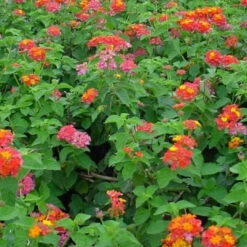 Lantana Camara 'Miss Huff'