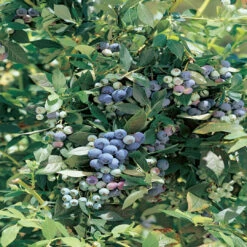 Legacy Blueberry Bush 14 Legacy Blueberry Bush -Pixies Gardens legacy full
