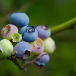 Legacy Blueberry Bush