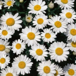 Leucanthemum X Superbum 'Snow Cap' Shasta Daisy