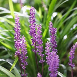 Liriope Muscari 'Royal Purple' - [CG] -Pixies Gardens liriope royal purple al 1 750x1127 1