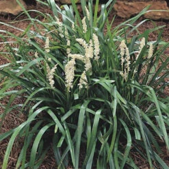 Liriope Muscari 'Monroe's White' - [CG]
