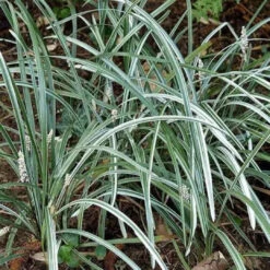 Liriope Spicata 'Silver Dragon' 10 Liriope Spicata 'Silver Dragon' -Pixies Gardens liriope spicata silverdragon3