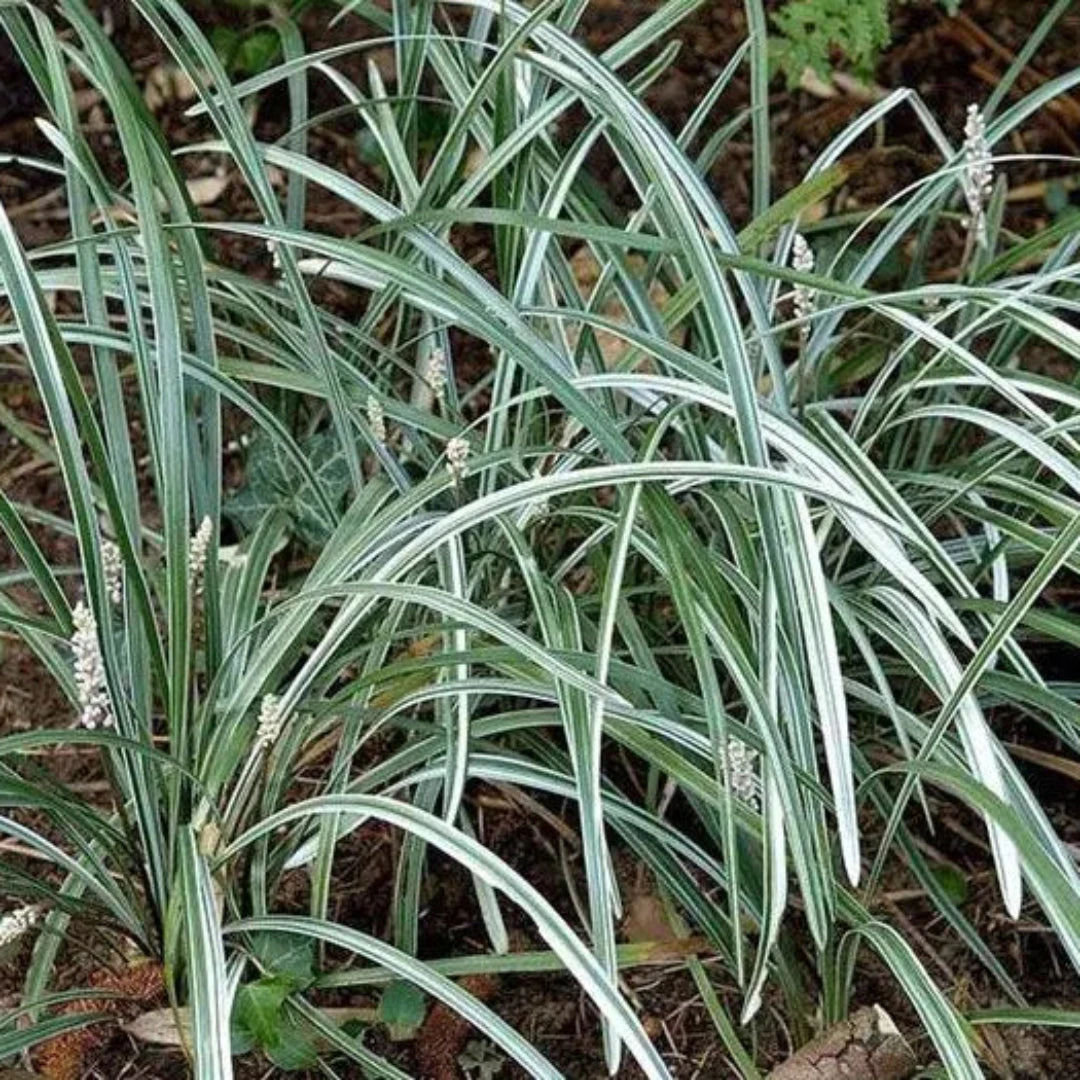 Liriope Spicata 'Silver Dragon' 4 Liriope Spicata 'Silver Dragon' - Image 4