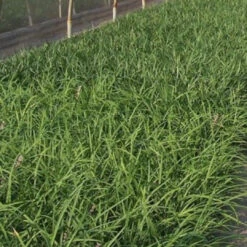 Liriope Spicata - [EG]