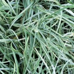 Liriope Spicata 'Silver Dragon'