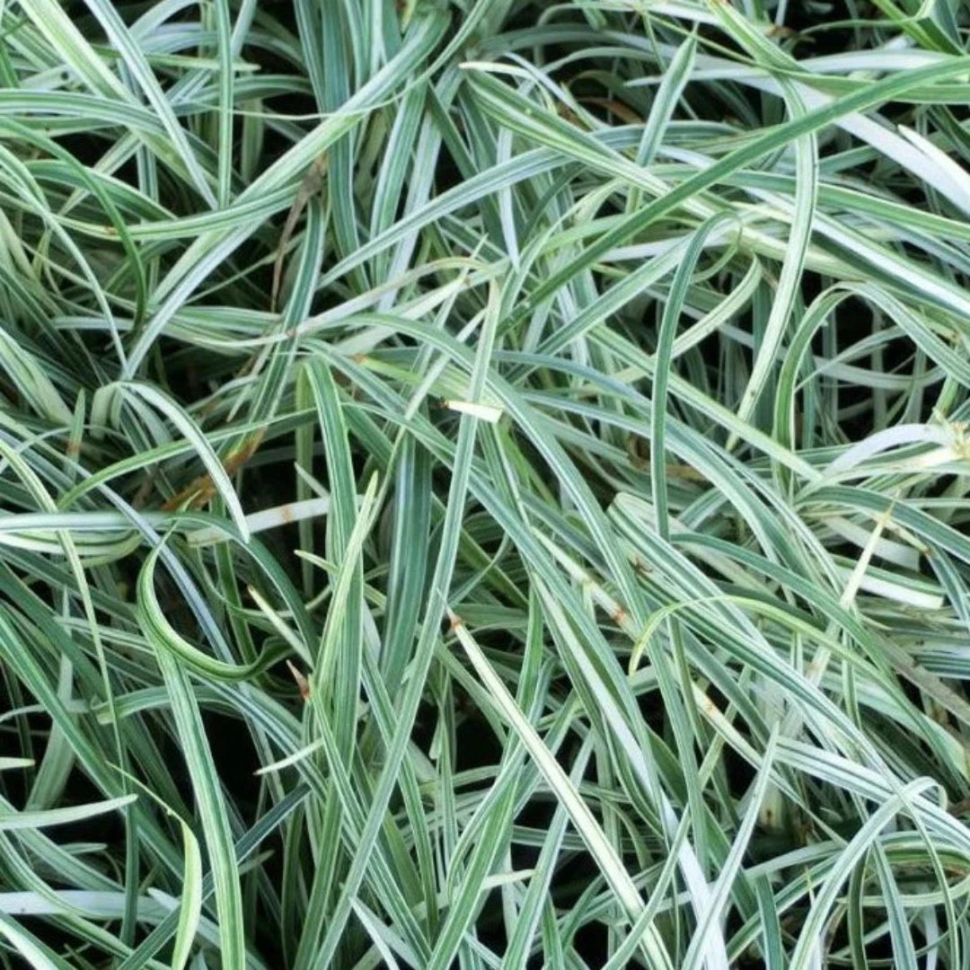 Liriope Spicata 'Silver Dragon' 1 Liriope Spicata 'Silver Dragon'