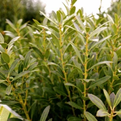 Lnkberry-Shamrock Holly