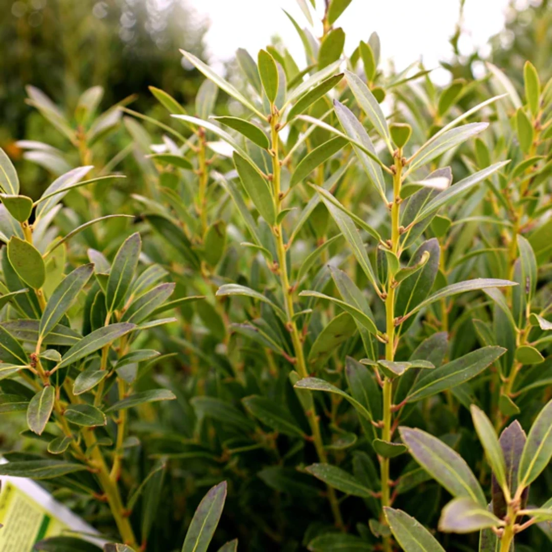 Lnkberry-Shamrock Holly 1 Lnkberry-Shamrock Holly