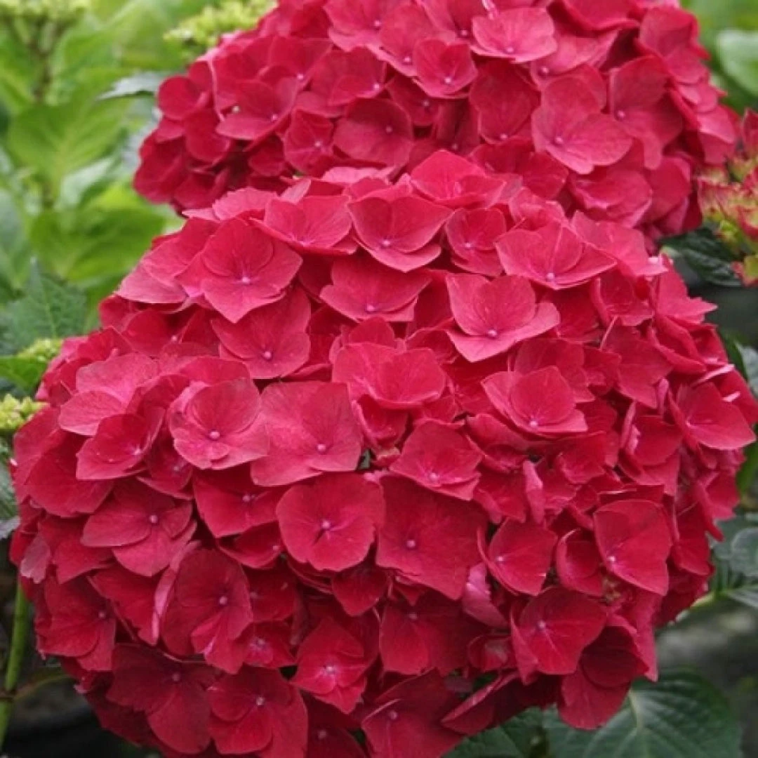 Cardinal Red Hydrangea 1 Cardinal Red Hydrangea