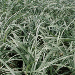 Liriope Spicata 'Silver Dragon' 11 Liriope Spicata 'Silver Dragon' -Pixies Gardens main liriope spicata silver