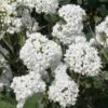 Carlessi Viburnum Shrub