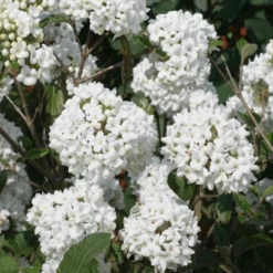Carlessi Viburnum Shrub