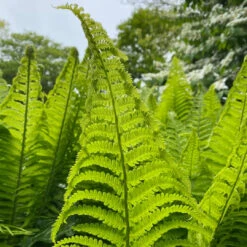 Matteuccia Struthiopteris Ostrich Fern - [CG] -Pixies Gardens matteuccia struthiopteris 28 5 21 c0949344cb