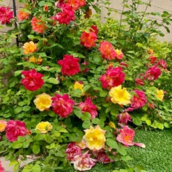 Joseph'S Coat -Pixies Gardens maxresdefault 496e2b12 1fc1 4c8f 9f6f 6c5c0ba6ff90