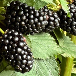 Ponca Thornless Blackberry -Pixies Gardens maxresdefault d9b37b77 579d 4229 9e67 000b1699a59b