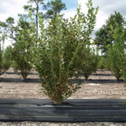 Meadowlark Blueberry Bush 12 Meadowlark Blueberry Bush -Pixies Gardens meadowlark own rooted1