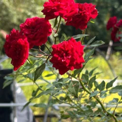 My Valentine Miniature Rose -Pixies Gardens minivalentinerose 01 Custom