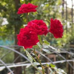 My Valentine Miniature Rose -Pixies Gardens minivalentinerose 02 Custom