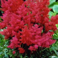 Montgomery Astilbe