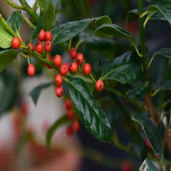 Nellie R Stevens Holly Plant 10 Nellie R Stevens Holly Plant -Pixies Gardens nellie r stevens holly shrubs 2132076 01 7e440b7bd6c9412a9a75d0269e1384f2 9d9dc33f d13a 4f95 8557 6a7751c8e467