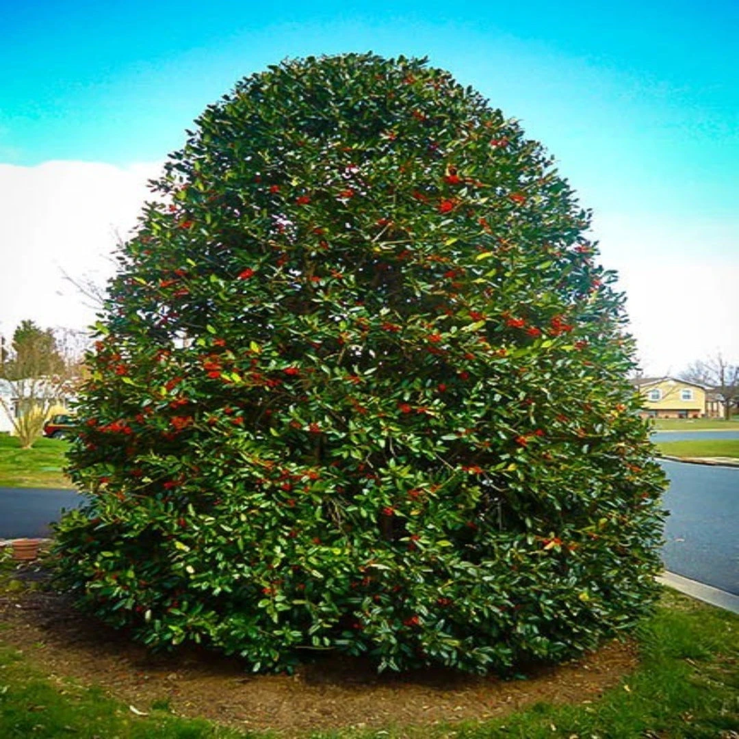 Nellie R Stevens Holly Plant 2 Nellie R Stevens Holly Plant - Image 2