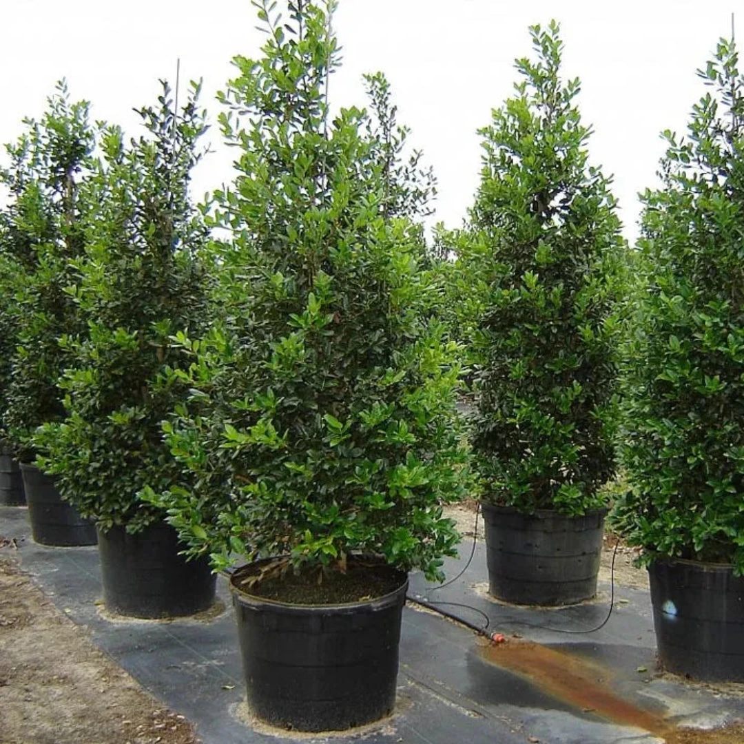 Nellie R Stevens Holly Plant 4 Nellie R Stevens Holly Plant - Image 4