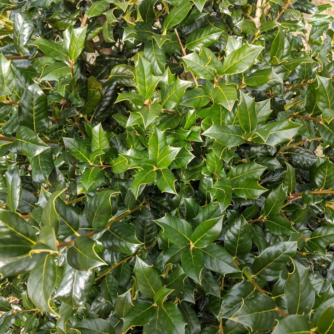 Nellie R Stevens Holly Plant 1 Nellie R Stevens Holly Plant