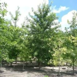Nuttall Oak | 1-gallon Nuttall Oak - This Beautiful Oak Tree Grows At A Fast Rate And Is Perfect For Zones 6-9. Grown Naturally, It Reaches A Size Of 40-60 Feet.