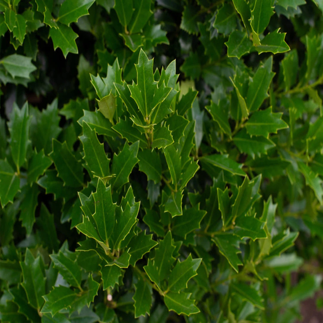 Oakland Holly 2 Oakland Holly - Image 2