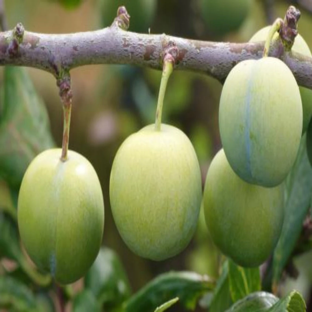 Green Gage Plum Tree Bears Large Crops Of Yellowish Green 2 Green Gage Plum Tree Bears Large Crops Of Yellowish Green - Image 2