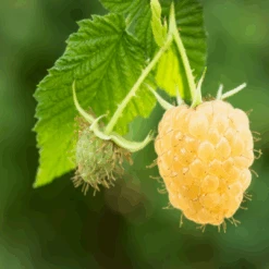 Anne Everbearing Yellow Raspberry -Pixies Gardens original 4