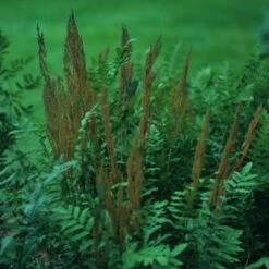 Osmunda Regalis Royal Fern - [CG]