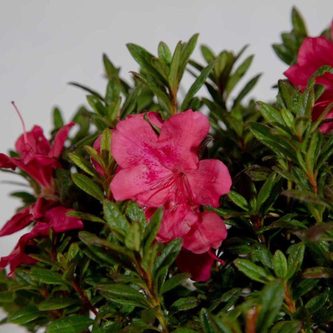 Autumn Jewel Encore Azalea 4 Autumn Jewel Encore Azalea - Image 4