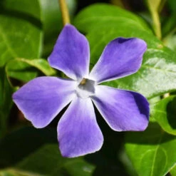 Vinca Major Large Leaf Periwinkle