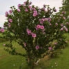 Double Pink Althea Rose Of Sharon Tree