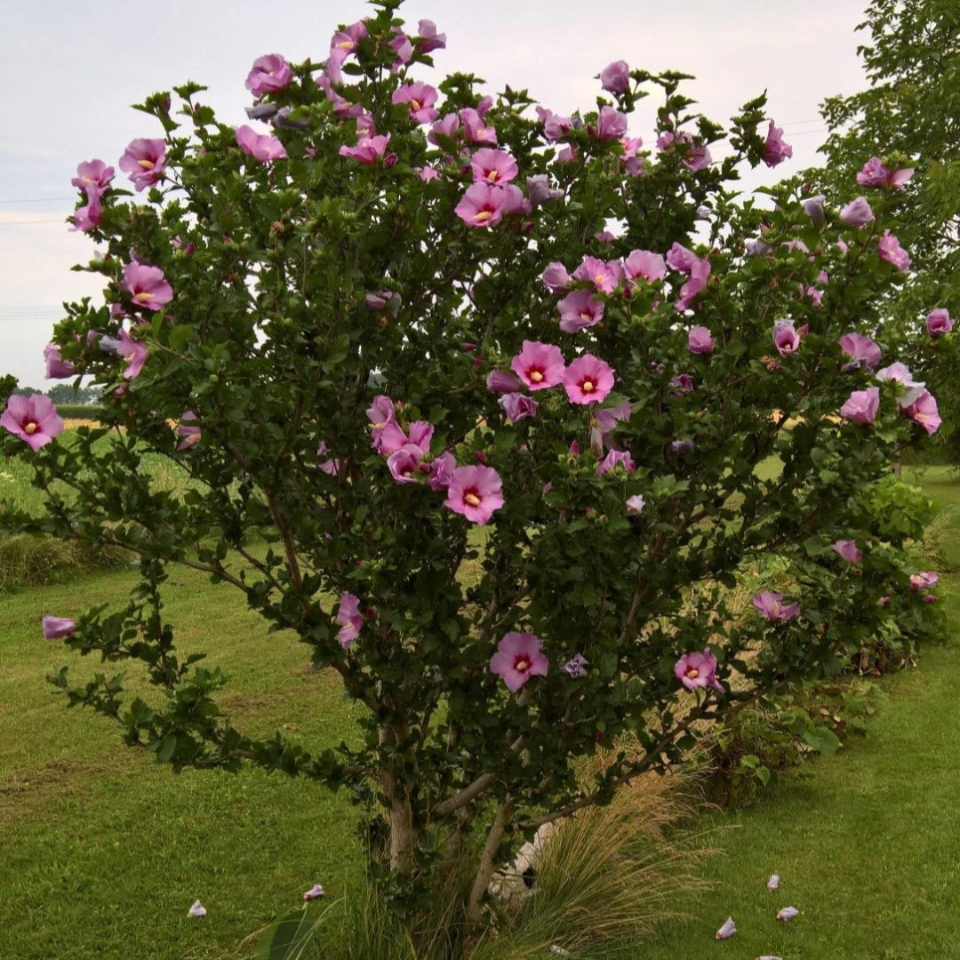 Double Pink Althea Rose Of Sharon Tree 1 Double Pink Althea Rose Of Sharon Tree