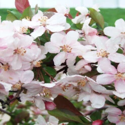 3-in-1 Crabapple Tree -Pixies Gardens pink princess crabapple blooms 56fb603f