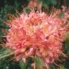 The Creek Rhododendron, Bright Pink Ball Trusses Of Flowers Bloom
