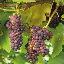 Ives Seedless Grape -Pixies Gardens pl2000042594