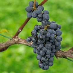 Pinot Noir Grape -Pixies Gardens pl2000047520