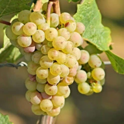 Compassion White Seedless Grape -Pixies Gardens pl2000047521 1
